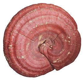 自动化策略游戏新作《Oddsparks》发布最新宣传片